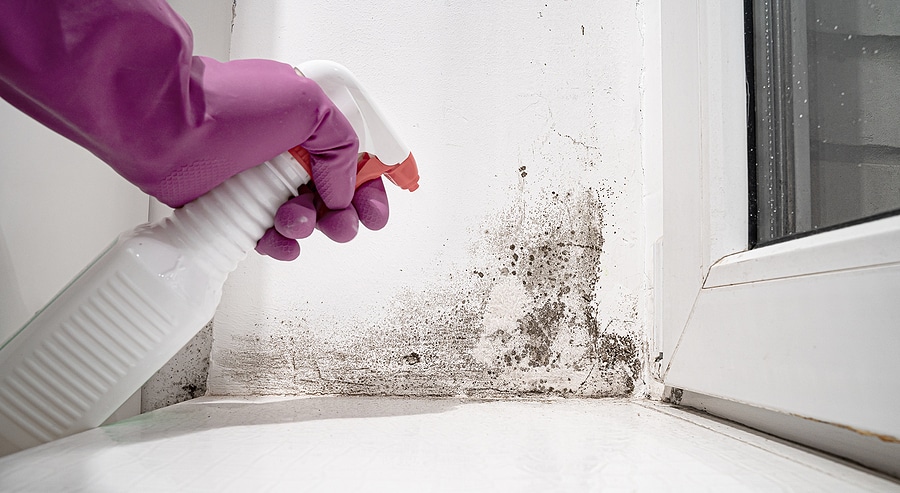 From Basements to Crawl Spaces: A Look at Mold in Your Home